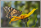 Machaon